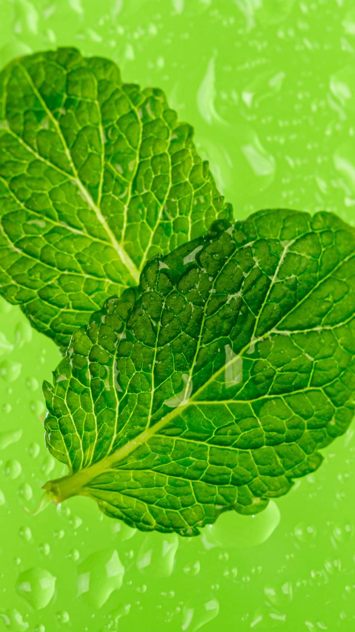 720x1280 Wallpaper mint, leaves, drops, macro, wet, green