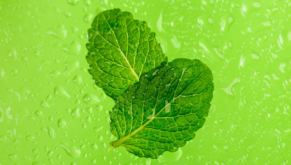 960x544 Wallpaper mint, leaves, drops, macro, wet, green