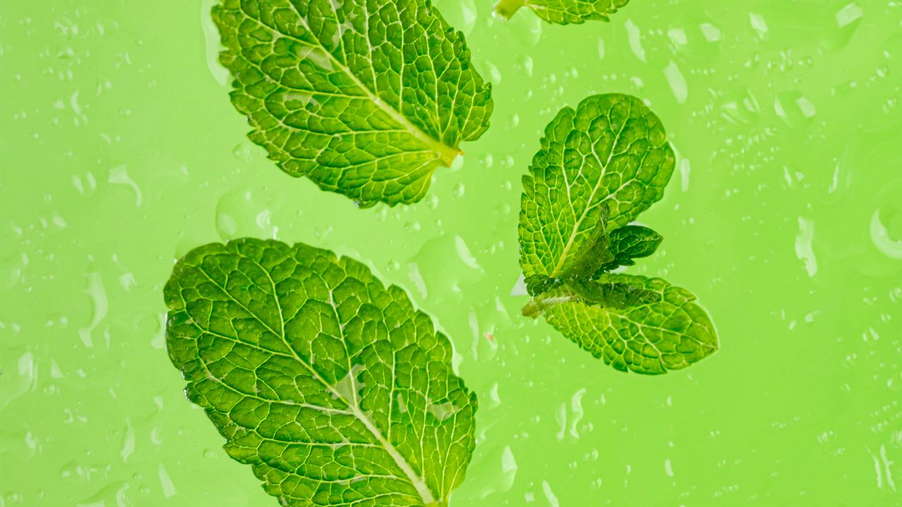 Wallpaper mint, leaves, drops, green, macro