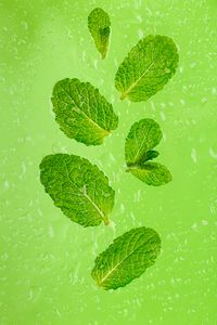 Preview wallpaper mint, leaves, drops, green, macro