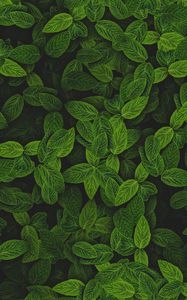 Preview wallpaper mint, leaves, plant, bushes