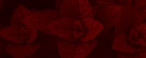 Preview wallpaper mint, leaves, plant, macro, red, dark