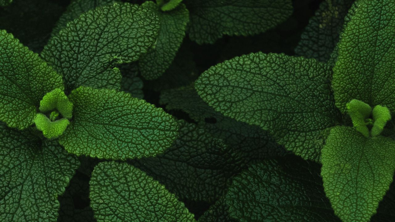 Wallpaper mint, leaves, veins, plant