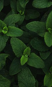 Preview wallpaper mint, leaves, veins, plant
