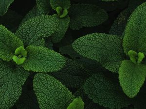 Preview wallpaper mint, leaves, veins, plant