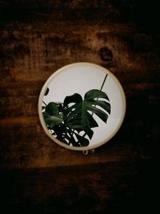 Preview wallpaper mirror, monstera, plant, leaves, reflection