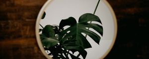 Preview wallpaper mirror, monstera, plant, leaves, reflection