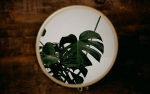 Preview wallpaper mirror, monstera, plant, leaves, reflection