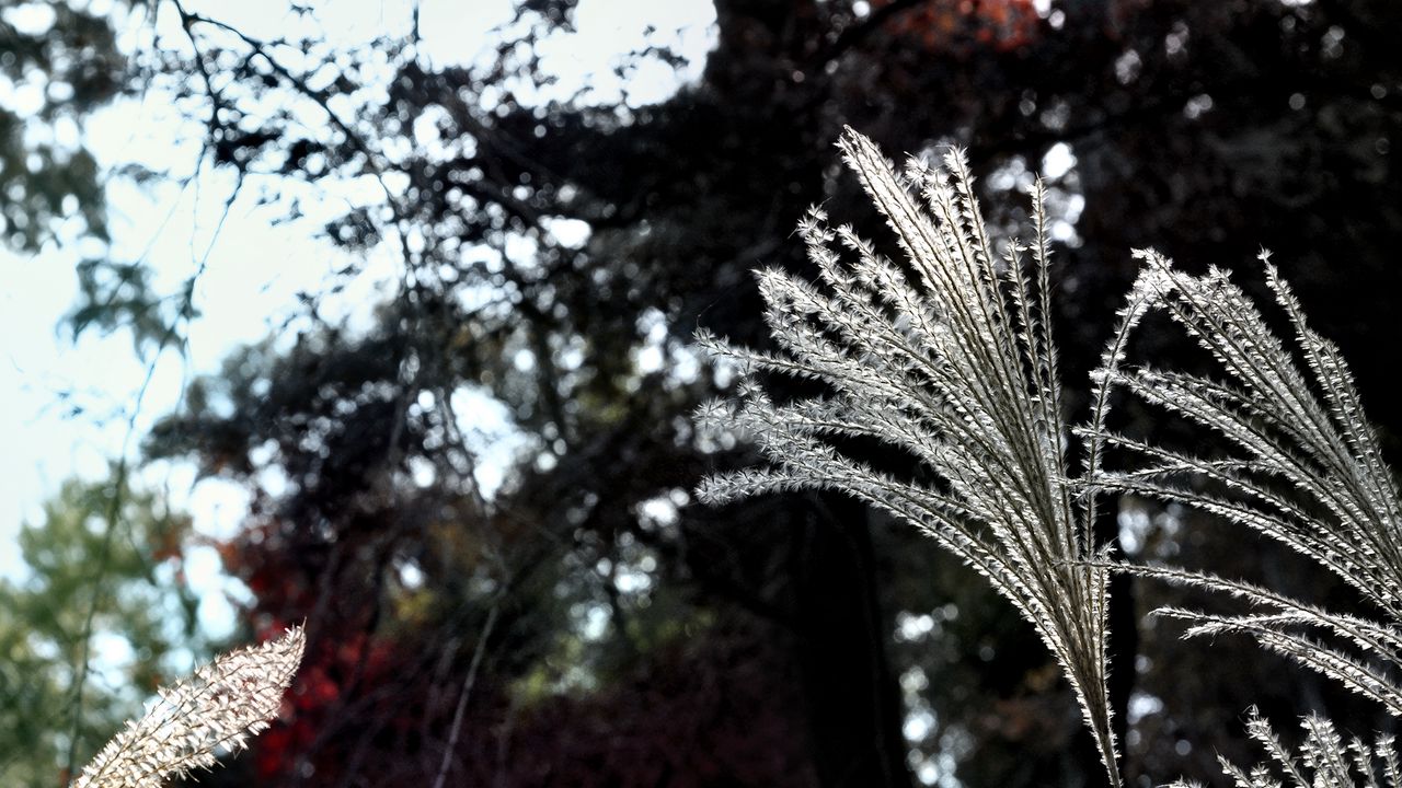 Wallpaper miscanthus, plants, dark, forest, asia