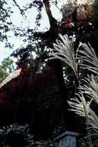 Preview wallpaper miscanthus, plants, dark, forest, asia