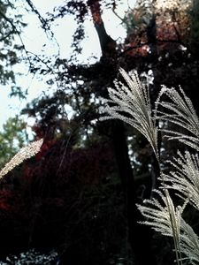 Preview wallpaper miscanthus, plants, dark, forest, asia