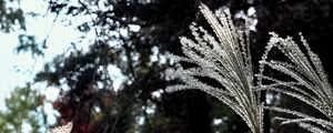 Preview wallpaper miscanthus, plants, dark, forest, asia