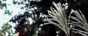 Preview wallpaper miscanthus, plants, dark, forest, asia