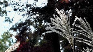 Preview wallpaper miscanthus, plants, dark, forest, asia