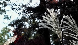 Preview wallpaper miscanthus, plants, dark, forest, asia