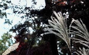 Preview wallpaper miscanthus, plants, dark, forest, asia