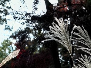 Preview wallpaper miscanthus, plants, dark, forest, asia