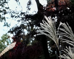 Preview wallpaper miscanthus, plants, dark, forest, asia