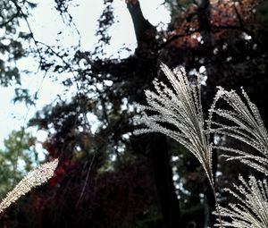 Preview wallpaper miscanthus, plants, dark, forest, asia