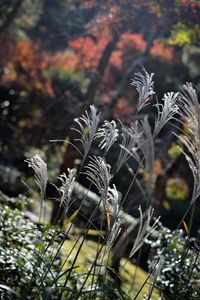 Preview wallpaper miscanthus sinensis, plants, grass, nature, blur