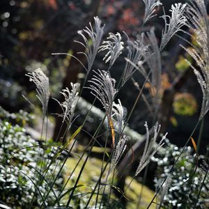 Preview wallpaper miscanthus sinensis, plants, grass, nature, blur
