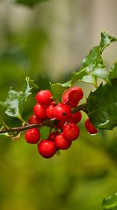 Preview wallpaper mistletoe, berries, branch, leaves, macro