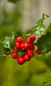 Preview wallpaper mistletoe, berries, branch, leaves, macro