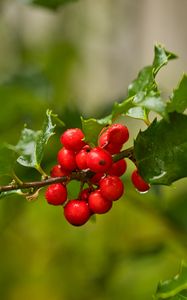 Preview wallpaper mistletoe, berries, branch, leaves, macro