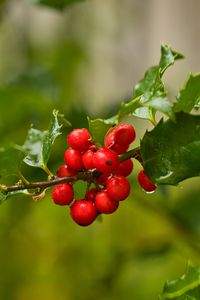 Preview wallpaper mistletoe, berries, branch, leaves, macro