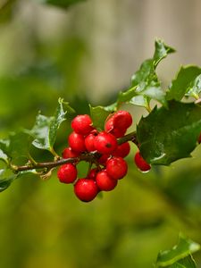 Preview wallpaper mistletoe, berries, branch, leaves, macro