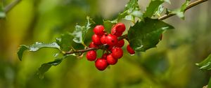 Preview wallpaper mistletoe, berries, branch, leaves, macro