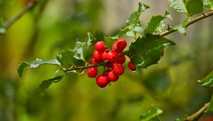 Preview wallpaper mistletoe, berries, branch, leaves, macro