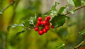 Preview wallpaper mistletoe, berries, branch, leaves, macro