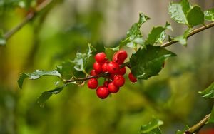 Preview wallpaper mistletoe, berries, branch, leaves, macro