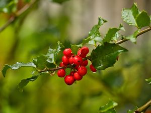 Preview wallpaper mistletoe, berries, branch, leaves, macro