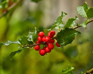 Preview wallpaper mistletoe, berries, branch, leaves, macro