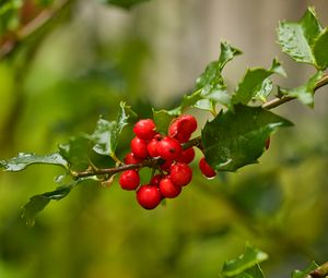 Preview wallpaper mistletoe, berries, branch, leaves, macro