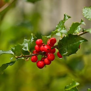 Preview wallpaper mistletoe, berries, branch, leaves, macro