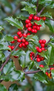 Preview wallpaper mistletoe, berries, branches, leaves, macro