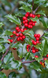 Preview wallpaper mistletoe, berries, branches, leaves, macro