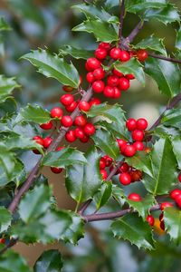 Preview wallpaper mistletoe, berries, branches, leaves, macro