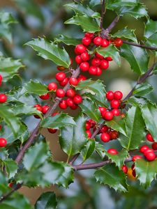 Preview wallpaper mistletoe, berries, branches, leaves, macro