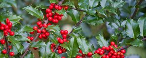 Preview wallpaper mistletoe, berries, branches, leaves, macro