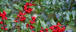 Preview wallpaper mistletoe, berries, branches, leaves, macro