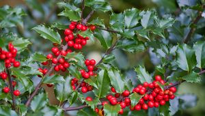 Preview wallpaper mistletoe, berries, branches, leaves, macro