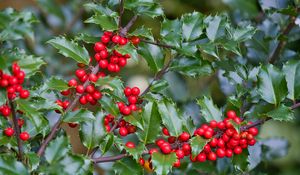 Preview wallpaper mistletoe, berries, branches, leaves, macro