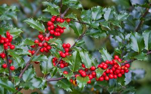 Preview wallpaper mistletoe, berries, branches, leaves, macro