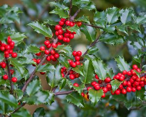 Preview wallpaper mistletoe, berries, branches, leaves, macro