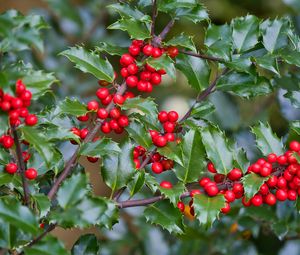 Preview wallpaper mistletoe, berries, branches, leaves, macro