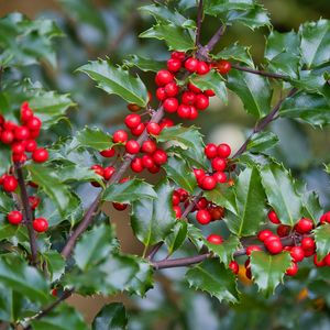 Preview wallpaper mistletoe, berries, branches, leaves, macro